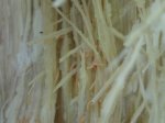 DSC00622.JPG