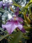 Miltonia%20spectabilis%20Lindl_%20var_%20Moreliana%20Henfr_%2012-1-2006%20IV.jpg