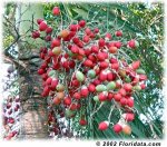 Veitchia merrilli fruta.jpg