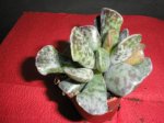 Adromischus_Cooperi.jpg