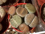 LITHOPS.jpg