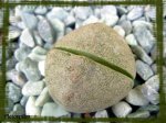Pleiospilos nellii.jpg