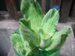 flor 002.jpg