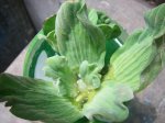 flor 003.jpg