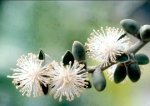 Veitchia montgomeriana flor.jpg