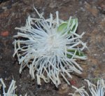 Veitchia arecina10.jpg