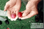 Semillas Veitchia montgomeriana y johanis.gif