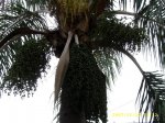 Ssa42165.jpg
