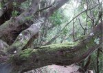 dscf0205cy8.jpg