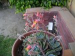 DSC00261.jpg