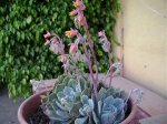 DSC00262.jpg