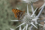 IMG_2717_w.gif