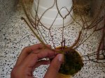 2 sept 2007 drosera binata (2).JPG
