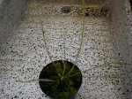 2 sept 2007 drosera filiformis (24).JPG