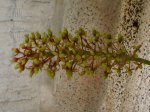 2 sept 2007 flor nepenthes (5).JPG