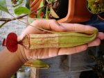 2 sept 2007 nepenthes x ventrata(13).JPG