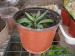 DSCN2107.jpg