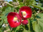 dejardin1.jpg