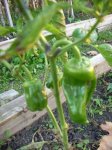 pimientos.jpg
