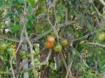 tomates.jpg