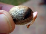 V merrilli germinando 01.jpg