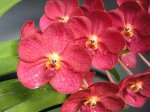 orquídeas 030.jpg