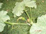 DSC01771.jpg