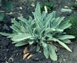 stachys-lanata-hojas.jpg