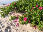 beachrosa.jpg