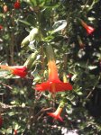 450px-Kantuta_Cochabamba_Bolivia.jpg