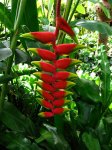 Ginebra%2B11%2B680%2BHeliconia%2Brostrata.jpg