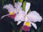 Cattleya_trianae.jpg
