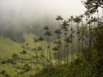 Ceroxylon_quindiuense_cocora.jpg
