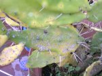 Foto0383.jpg