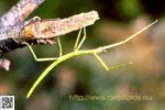 insecto-palo.jpg