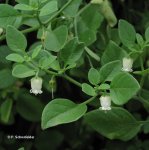 Salpichroa_origanifolia.jpg