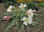 Oenothera%20caespitosa.jpg