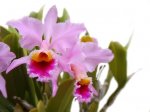 Cattleya_mossiae.jpg