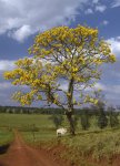 Tabebuia_chrysantha.jpg