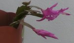 flor2.jpg