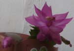 flor6.jpg