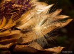 IMG_7297_l.jpg