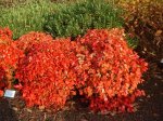 nandina_domestica_fire_power__086668400_1756_03022008.jpg