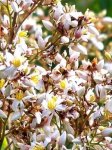 nandina-domestica.jpg