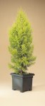Cupressus_gold_crest.jpg