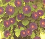 i-ipomeaviolacea.jpg