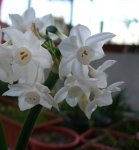 narcisus papyraceus 20fev07.jpg