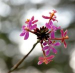 Orquídea parásita 2.jpg
