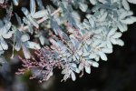 Acacia morada 1.jpg