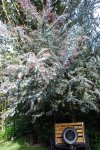 Acacia morada 2.jpg